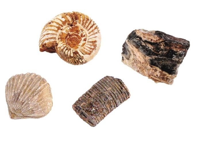 Expedition Natur Das große Fossilien-Ausgrabungs-Set