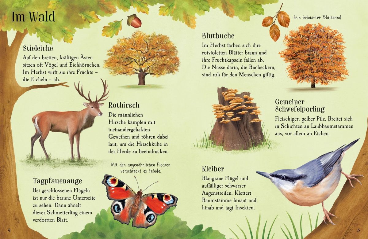 Usborne Minis Naturführer: Entdecke den Herbst 6+