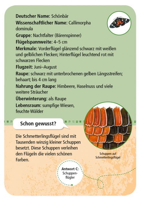 Expedition Natur 50 heimische Schmetterlinge - Moses