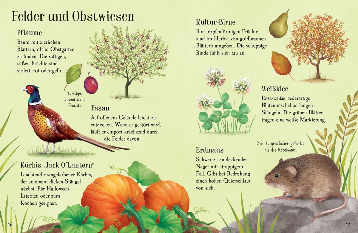 Usborne Minis Naturführer: Entdecke den Herbst 6+