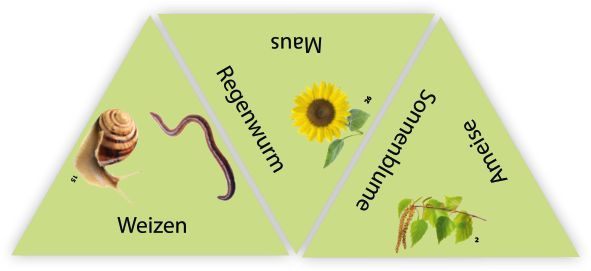 HABA Learning Star Natur