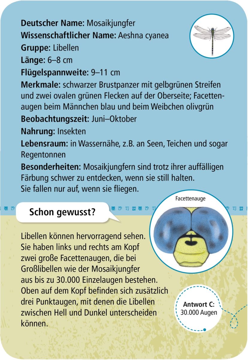 Expedition Natur 50 heimische Insekten & Spinnen  - Moses