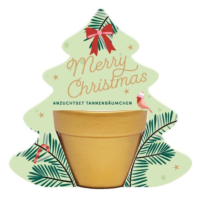 Anzuchtset Tannenbäumchen Weihnachten
