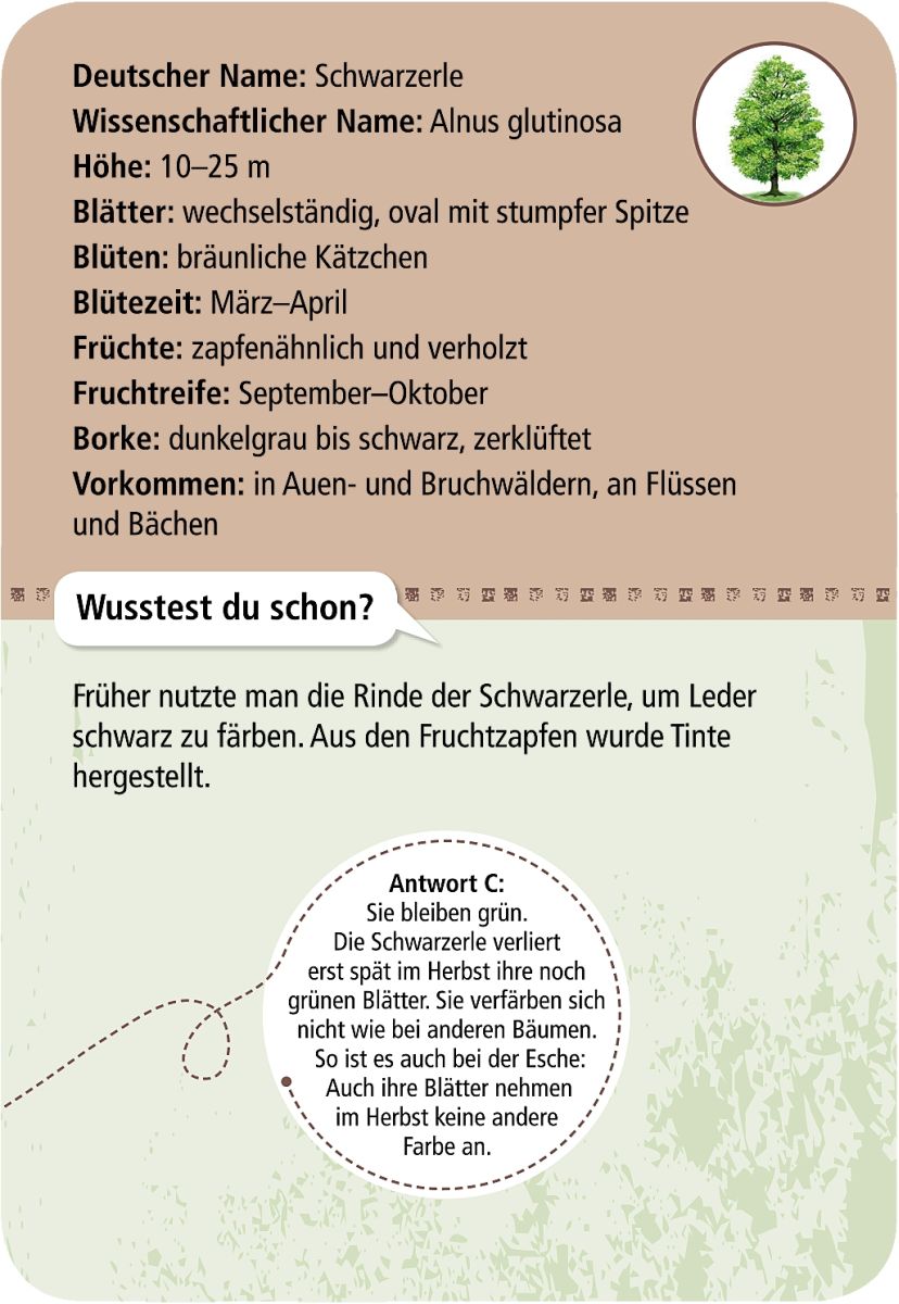 Expedition Natur 50 heimische Bäume - Moses